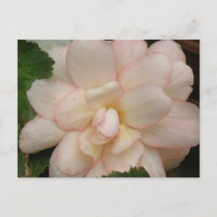 Carte postale blanche à fleurs Begonia