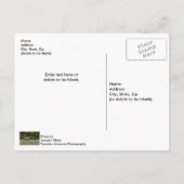 Carte postale blanche à trois élans de taureau (Dos)