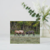 Carte postale blanche à trois élans de taureau (Debout devant)