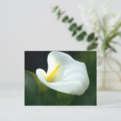 Carte postale blanche Calla Lily (Debout devant)