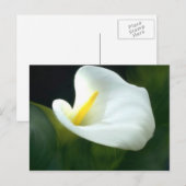 Carte postale blanche Calla Lily (Devant / Derrière)