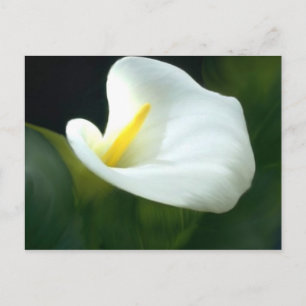 Carte postale blanche Calla Lily