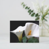 Carte postale blanche Calla Lily (Debout devant)
