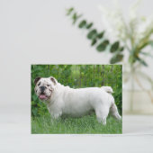 Carte postale blanche de Chien Chien Chien Chien C (Debout devant)