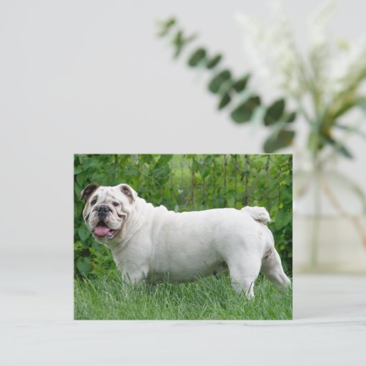 Carte postale blanche de Chien Chien Chien Chien C (Debout devant)