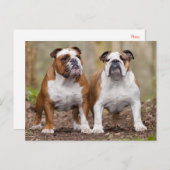 Carte postale blanche de Chien Chien Chien Chien C (Devant / Derrière)