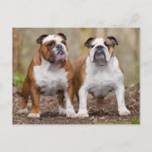 Carte postale blanche de Chien Chien Chien Chien C (Devant)