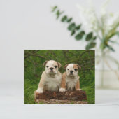 Carte postale blanche de Chien Chien Chien Chien C (Debout devant)