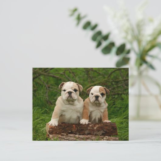 Carte postale blanche de Chien Chien Chien Chien C (Debout devant)