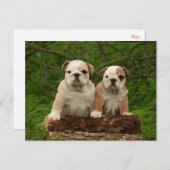 Carte postale blanche de Chien Chien Chien Chien C (Devant / Derrière)