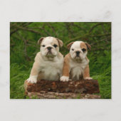 Carte postale blanche de Chien Chien Chien Chien C (Devant)