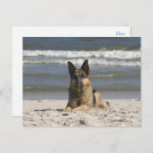 Carte postale blanche de chien chiot berger allema (Devant / Derrière)