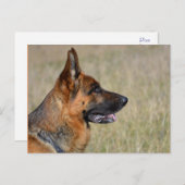 Carte postale blanche de chien chiot berger allema (Devant / Derrière)