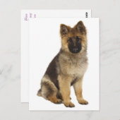 Carte postale blanche de chien chiot berger allema (Devant / Derrière)