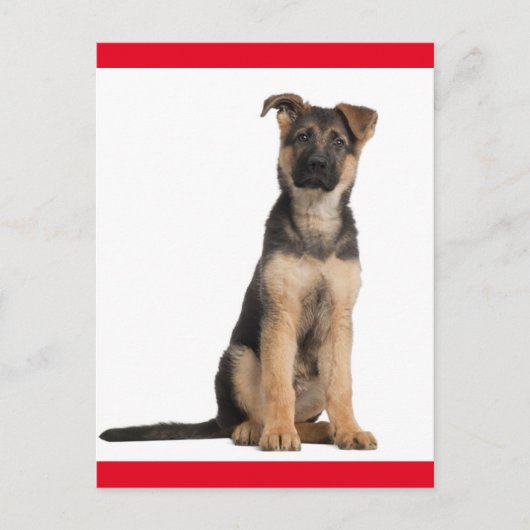 Carte postale blanche de chien chiot berger allema (Devant)