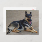 Carte postale blanche de chien chiot berger allema (Devant / Derrière)