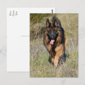 Carte postale blanche de chien chiot berger allema (Devant / Derrière)