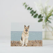 Carte postale blanche de chien chiot berger allema (Debout devant)