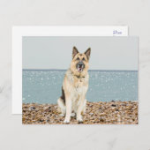 Carte postale blanche de chien chiot berger allema (Devant / Derrière)