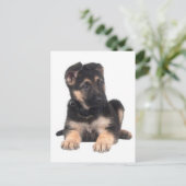 Carte postale blanche de chien chiot berger allema (Debout devant)
