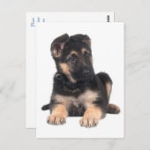 Carte postale blanche de chien chiot berger allema (Devant / Derrière)