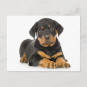 Carte postale blanche de chien chiot Rottweiler (Devant)