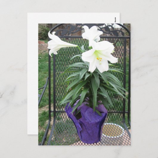 Carte postale blanche de lis de Pâques (Devant / Derrière)