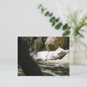 Carte postale blanche de tigre (Debout devant)
