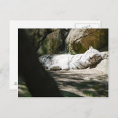 Carte postale blanche de tigre (Devant / Derrière)