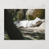 Carte postale blanche de tigre (Devant)