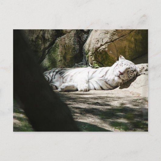 Carte postale blanche de tigre (Devant)