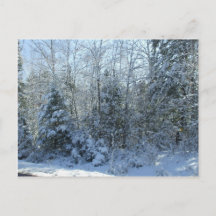 Carte postale blanche des arbres de Noël couverts 