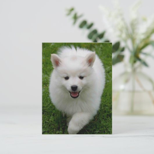 Carte postale blanche Eskimie Eskie Chien Chien Ch (Debout devant)