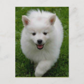 Carte postale blanche Eskimie Eskie Chien Chien Ch (Devant)