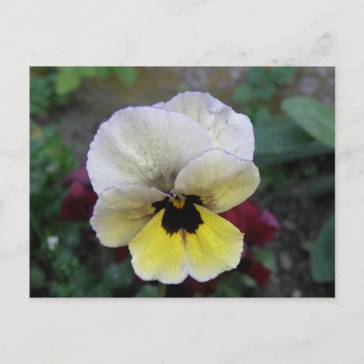 Carte postale blanche et jaune Pansy (Devant)
