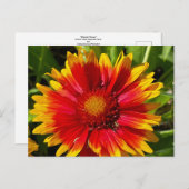 Carte postale Blanche Fleur (Devant / Derrière)