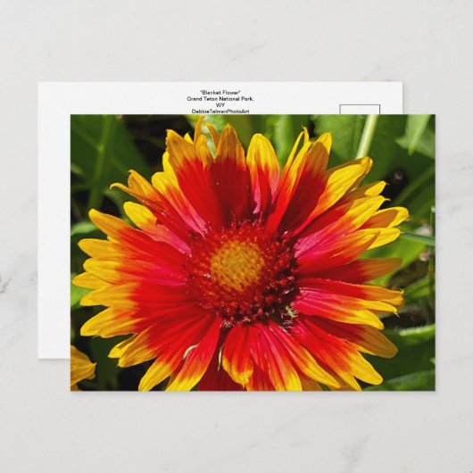 Carte postale Blanche Fleur (Devant / Derrière)