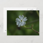 Carte postale blanche Fleur sauvage Campion Floral (Devant / Derrière)