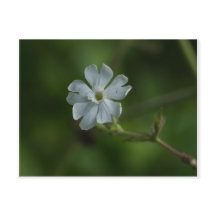 Carte postale blanche Fleur sauvage Campion Floral
