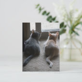 Carte postale blanche Jasper et Kaylee Kitten (Debout devant)