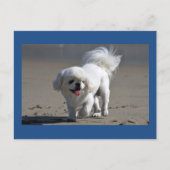Carte postale blanche Pekingese Chien Chien Chien (Devant)