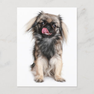 Carte postale blanche Pekingese Chien Chien Chien