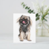Carte postale blanche Pekingese Chien Chien Chien  (Debout devant)