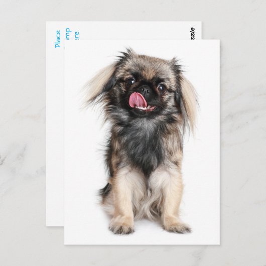 Carte postale blanche Pekingese Chien Chien Chien  (Devant / Derrière)