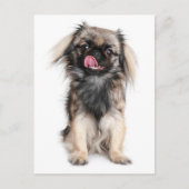 Carte postale blanche Pekingese Chien Chien Chien  (Devant)