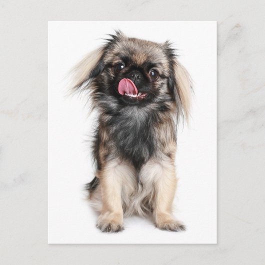 Carte postale blanche Pekingese Chien Chien Chien  (Devant)