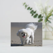 Carte postale blanche Pekingese Chien Chien Chien  (Debout devant)