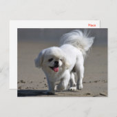 Carte postale blanche Pekingese Chien Chien Chien  (Devant / Derrière)