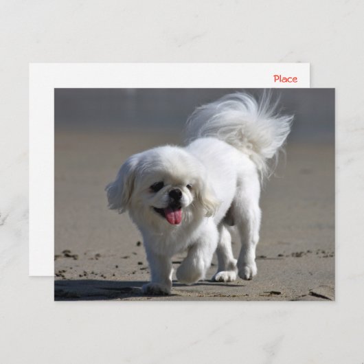 Carte postale blanche Pekingese Chien Chien Chien  (Devant / Derrière)