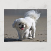 Carte postale blanche Pekingese Chien Chien Chien  (Devant)